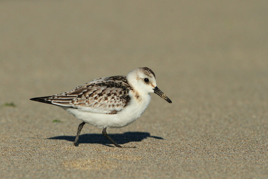 Calidris alba